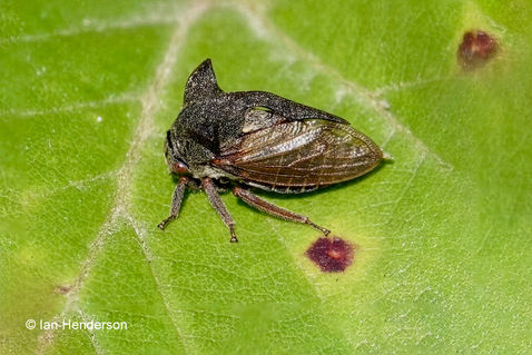 Thorn Hopper (Centrotus cornutus)
