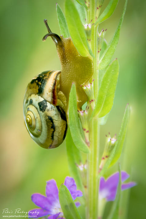 Land Snail (Monacha syriaca)