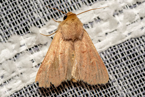 The Clay (Mythimna ferrago)