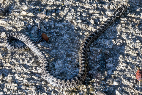 Four-lined Snake (Elaphe quatuorlineata)