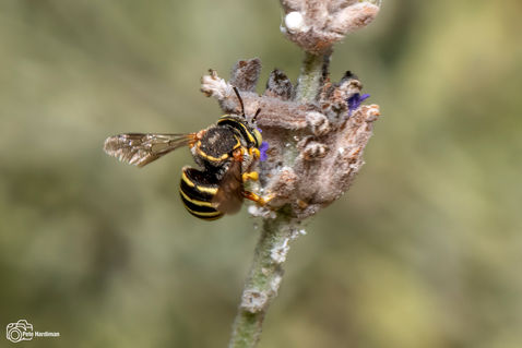 Grohmann's Yellow-Resin Bee (Icteranthidium grohmanni)