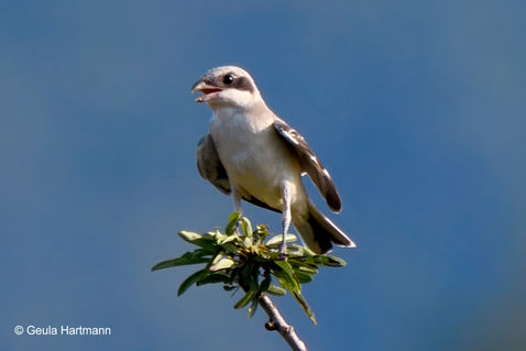 Lesser Grey Shrike (Lanius minor)