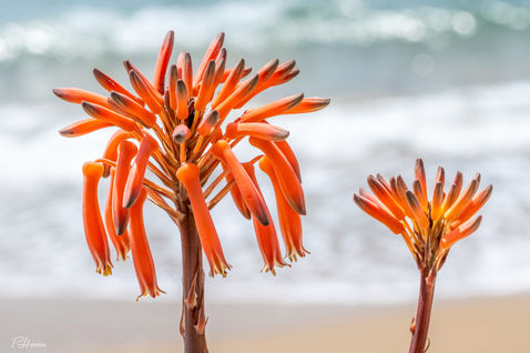 Candelabra Aloe (Aloe arborescens)