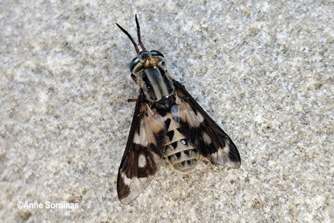 Twin-lobed Deerfly (Chrysops relictus)