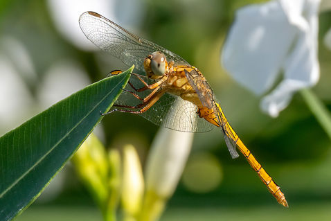 Keeled Skimmer (Orthetrum coerulescens)