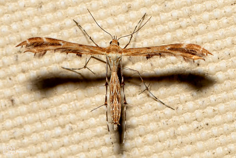 Hieracium Plume Moth (Oxyptilus pilosellae)