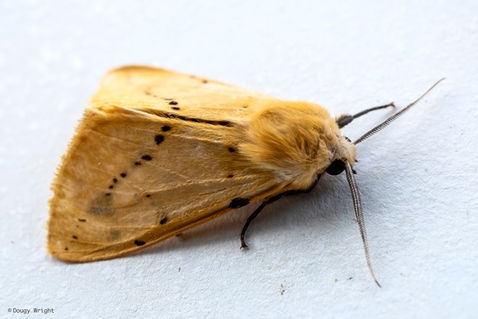 Buff Ermine (Spilarctia luteum)
