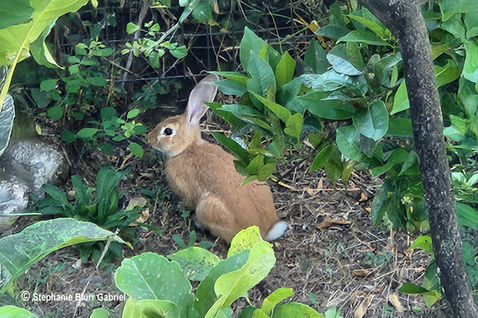 European Brown Hare (Lepus europaeus)