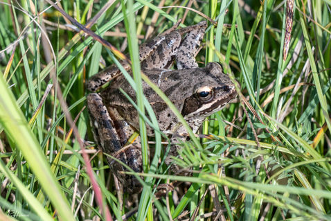 Agile Frog (Rana Dalmatina)