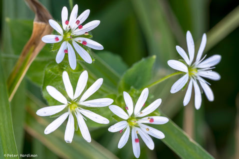 Stitchwort (Stellaria sp.)