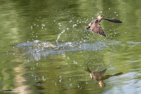 Red-rumped Swallow (Cecropis daurica)