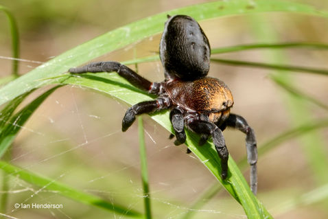 Gold-faced Velvet Spider (Eresus moravicus)