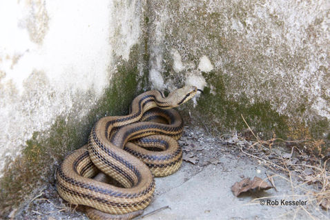 Four-lined Snake (Elaphe quatuorlineata)