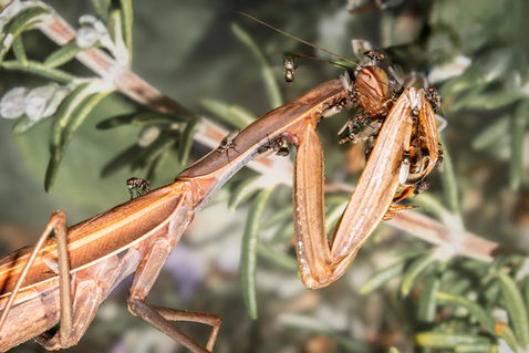 European Mantis (Mantis religiosa)
