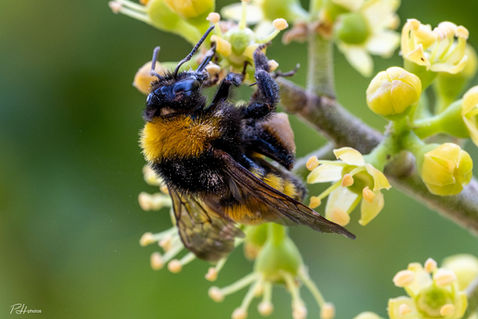 Blood-tailed Bumblebee (Bombus haematurus)
