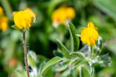 Bird's-foot trefoil