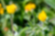 Bird's-foot Trefoil (Lotus angustissimus)