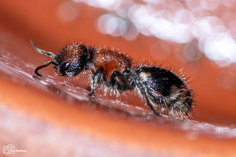 Five-spotted Velvet Ant (Mutilla quinquemaculata)