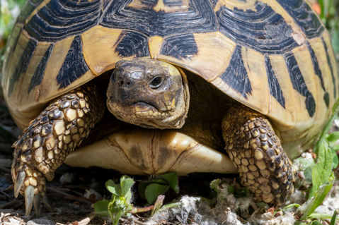 Common Greek Tortoise (Testudo graeca)