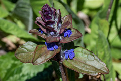 Bugleweed