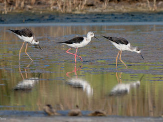 Black-winged Stilt (Himantopus himantopus)