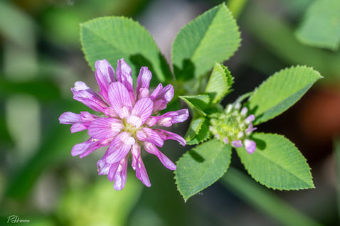 Reversed Clover (Trifolium resupinatum)