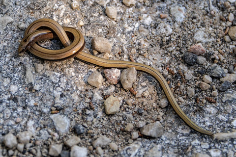Greek Slow Worm (Anguis graeca)