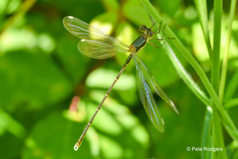 Eastern Willow Spreadwing (Chalcolestes parvidens)