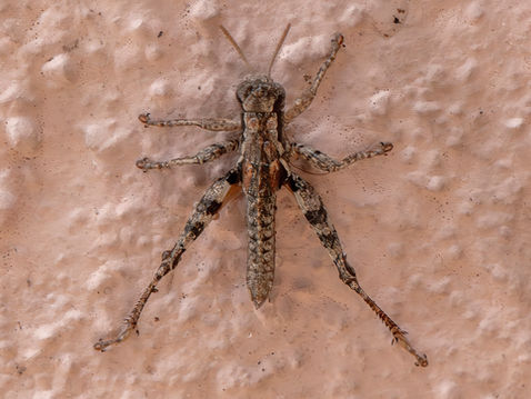 Short-horned Grasshopper (Pezotettix giornae)