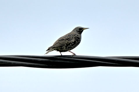 Common Starling (Sturnus vulgaris)