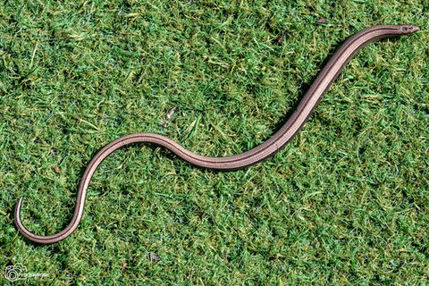 Greek Slow Worm (Anguis graeca)