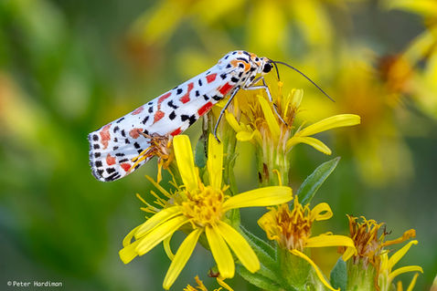 Crimson-speckled Flunkey (Utetheisa pulchella)