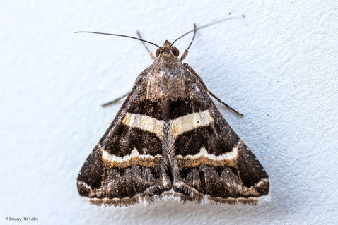Geometrician (Grammodes stolida)