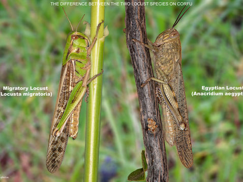 The difference between Corfu Locust species.