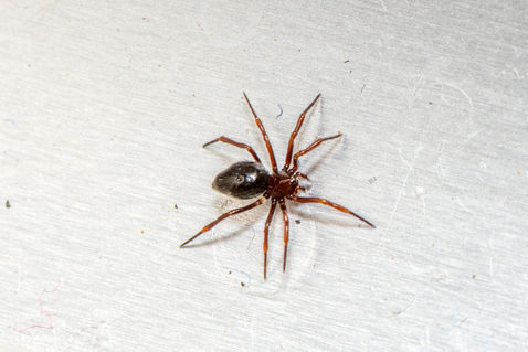 Money Spider (Linyphiidae spp.)