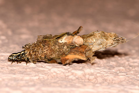 Hairy Sweep Moth (Canephora hirsuta)