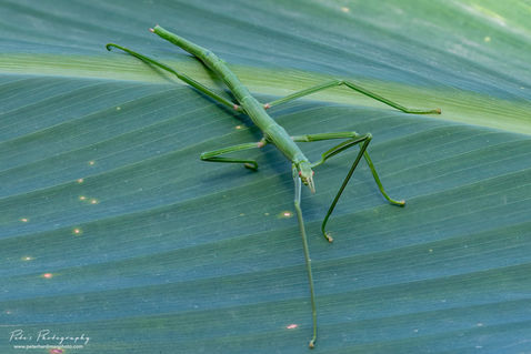 Phasmid/Walking Stick (Bacillus atticus atticus)