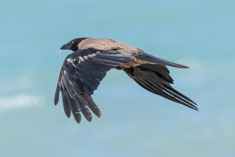 Hooded Crow (Corvus cornix)