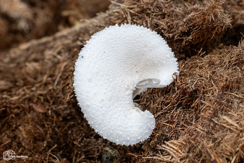 White Chalk Mushroom (Leucocoprinus cretaceus)