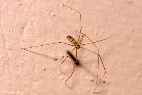 Long-bodied Cellar Spider (Pholcus phalangioides)