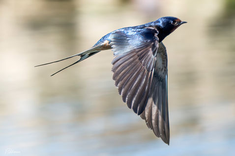 Barn Swallow (Hirundo rustica)