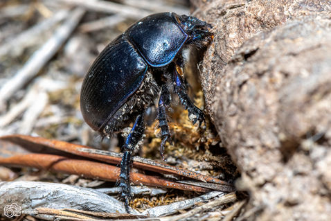 Spring Dumbledor (Geotrupes vernalis)