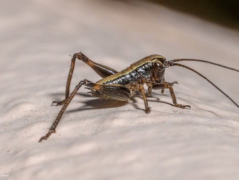 Dark Bush-cricket (Pholidoptera griseoaptera)