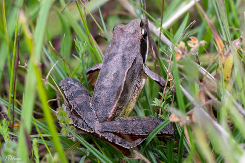 Agile Frog (Rana Dalmatina)
