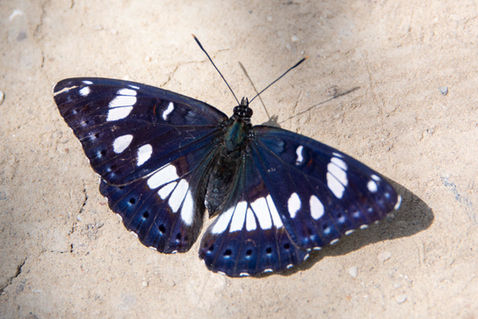Southern White Admiral (Limenitis reducta)