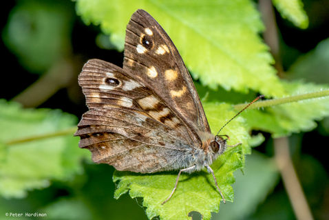 Speckled Wood (Pararge aegeria)