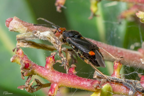 Red-spotted Plant Bug (Deraeocoris ruber)