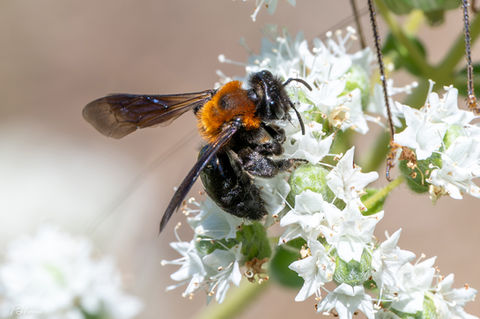 Cliff Mining Bee (Andrena thoracica)