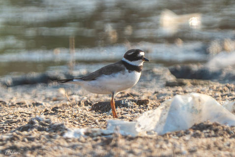 Common Ringed Plover (Charadrius hiaticula)