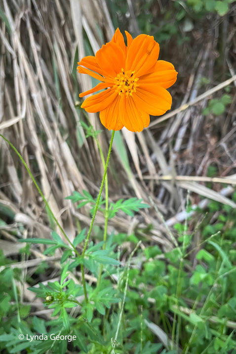 Sulphur Cosmos (Cosmos_sulphureus)